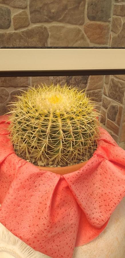 스칼레아 Rosy House B&B 외부 사진